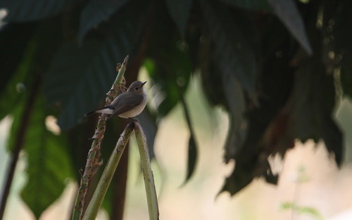 นกจับแมลงคอแดง · Taiga Flycatcher · Ficedula albicilla