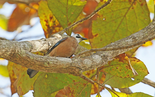 White-faced Jay · Garrulus glandarius leucotis
