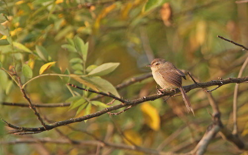 นกกระจิบหญ้าสีเรียบ · Plain Prinia · Prinia inornata