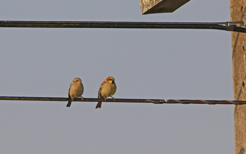 นกกระจอกตาล · Plain-backed Sparrow · Passer flaveolus