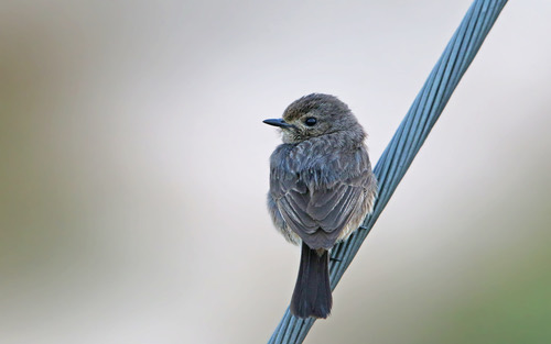 นกยอดหญ้าสีดำ · Pied Bushchat · Saxicola caprata