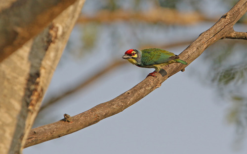 นกตีทอง · Coppersmith Barbet · Psilopogon haemacephalus