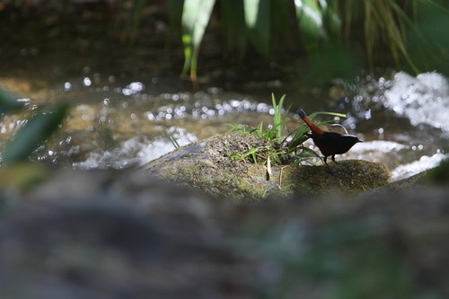 นกเขนหัวขาวท้ายแดง · White-capped Redstart · Phoenicurus leucocephalus