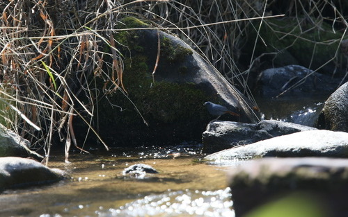 นกเขนเทาหางแดง · Plumbeous Water Redstart · Phoenicurus fuliginosus