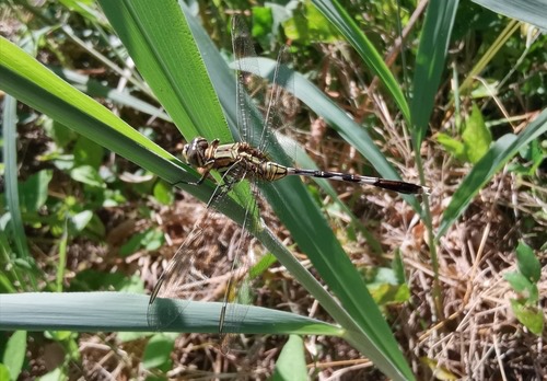 แมลงปอบ้านเสือลายเขียว · Slender Skimmer · Orthetrum sabina