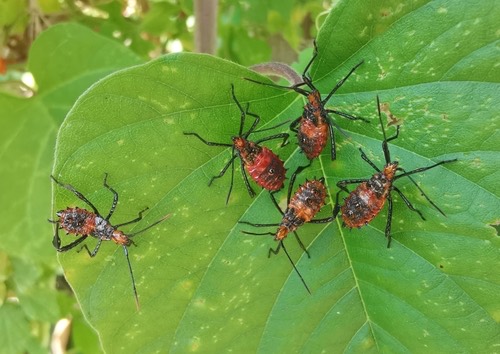 Citron Bug · Leptoglossus gonagra