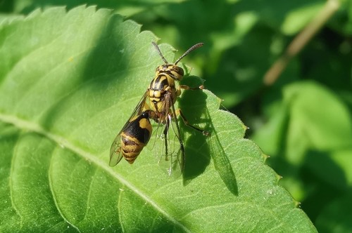Ropalidia ornaticeps