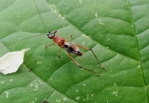 จิ้งหรีดหลังกลมดำ · Homoeoxipha lycoides