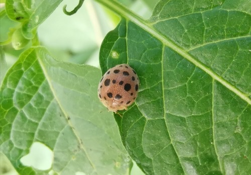 ด้วงเต่ามะเขือ · Hadda Beetle · Henosepilachna vigintioctopunctata