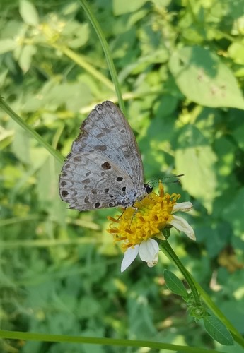 ผีเสื้อฟ้าพุ่มธรรมดา · Common Hedge Blue · Acytolepis puspa