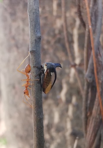 มดแดง · Asian Weaver Ant · Oecophylla smaragdina