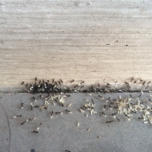 มดรำคาญขายาว · Longhorn Crazy Ant · Paratrechina longicornis
