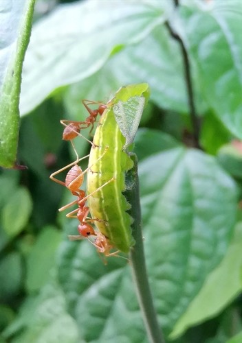 มดแดง · Asian Weaver Ant · Oecophylla smaragdina