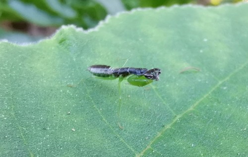 ตั๊กแตนตำข้าวมดเอเชีย · Asian Ant Mantis · Odontomantis planiceps