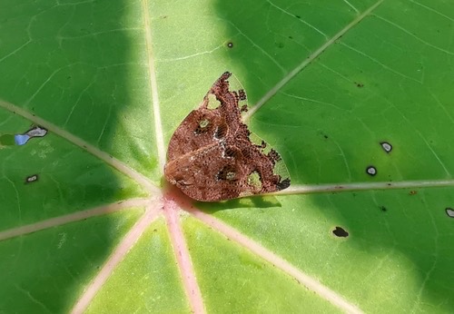 Black planthopper · Ricania speculum