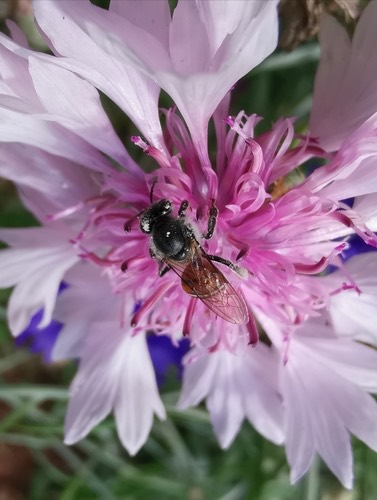 ผึ้งมิ้ม · Red Dwarf Honey Bee · Apis florea