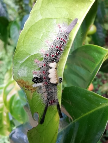 ผีเสื้อหนอนบุ้งหัวแดง · Brown Tussock Moth · Olene mendosa