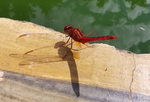 แมลงปอบ้านบ่อ · Scarlet Skimmer · Crocothemis servilia