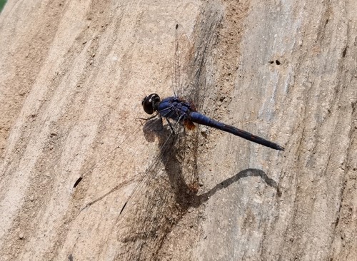แมลงปอบ้านไตรมิตรสีน้ำเงิน · Indigo Dropwing · Trithemis festiva