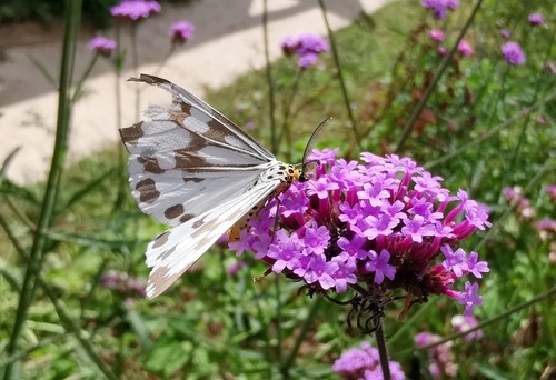 Marbled White Moth · Nyctemera adversata