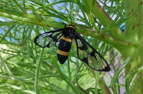 ผีเสื้อหญ้าลายเสือ · Handmaiden moth · Syntomoides imaon