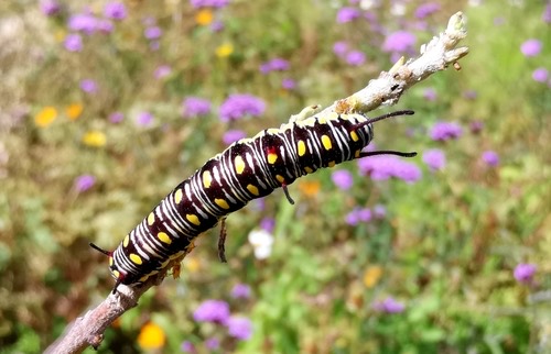 ผีเสื้อหนอนใบรักธรรมดา · Plain Tiger Butterfly · Danaus chrysippus