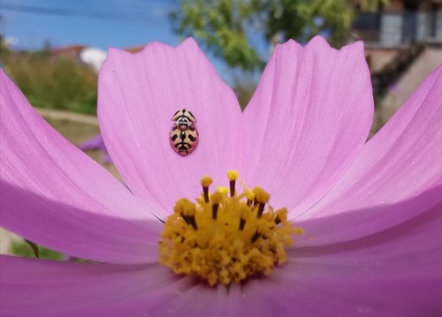 ด้วงเต่าลายหยัก · Six-spotted Zigzag Ladybird · Cheilomenes sexmaculata