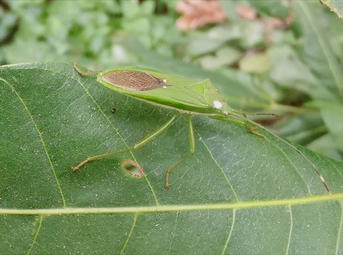 Homoeocerus graminis