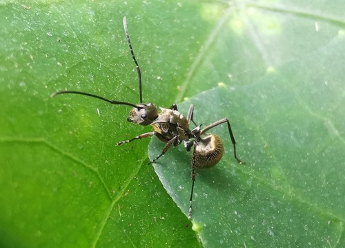 มดหนามหีบทองง่าม · Polyrhachis proxima
