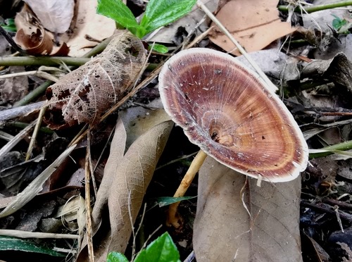 เห็ดกรวยทองตะกู · yellow stemmed micropore · Microporus xanthopus