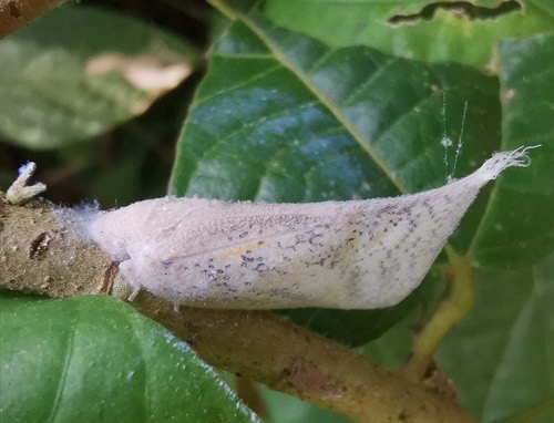 White moth cicada · Lawana conspersa
