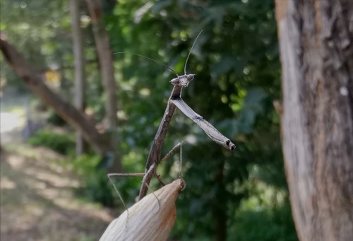 Heterochaetula fissispinis