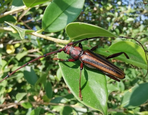 ด้วงหนวดยาวขีดเขียวกลาง · Lebbek Borer · Xystrocera globosa