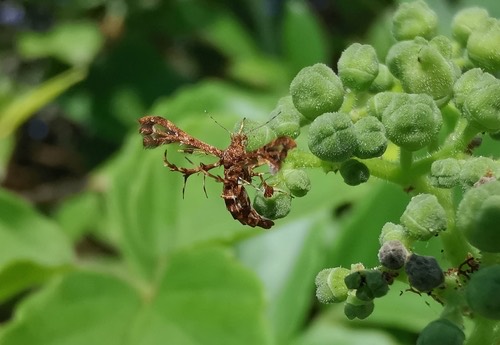 Deuterocopus socotranus