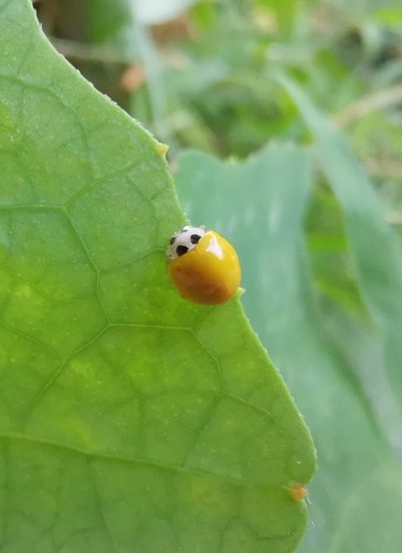 ด้วงเต่าทองสีเหลือง · Yellow Ladybird Beetle · Illeis koebelei