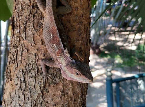 กิ้งก่าหัวสีฟ้า · Siamese Blue Crested Lizard · Calotes goetzi