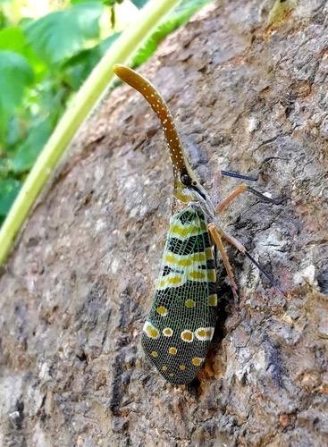 จักจั่นงวงแดง · Litchi Lantern Bug · Pyrops candelaria