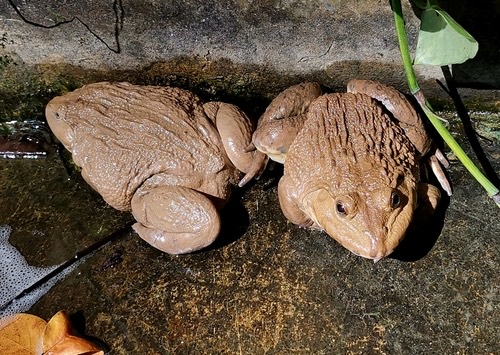 กบนา · East Asian Bullfrog · Hoplobatrachus chinensis