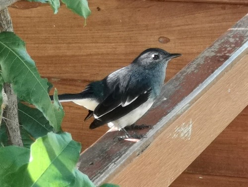 นกกางเขนบ้าน · Oriental Magpie-Robin · Copsychus saularis