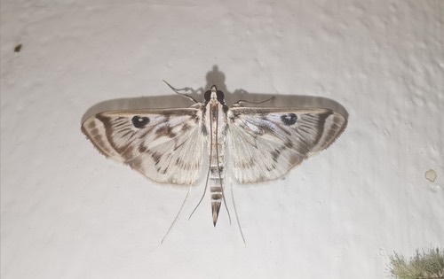 Rhimphalea ochalis