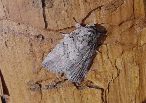 Characoma metalophota