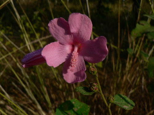 ขี้ครอก · Caesar weed · Urena lobata