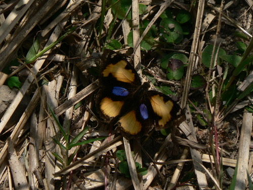 ผีเสื้อแพนซีเหลือง · Yellow Pansy · Junonia hierta
