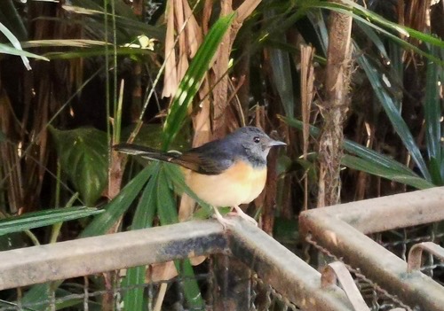 นกกางเขนดง · White-rumped Shama · Copsychus malabaricus