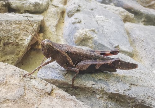 ตั๊กแตนขาลายแข้งแดง · Rufous-legged Grasshopper · Xenocatantops humilis