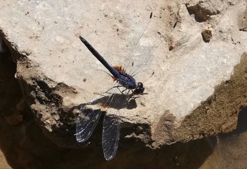 แมลงปอบ้านไตรมิตรสีน้ำเงิน · Indigo Dropwing · Trithemis festiva