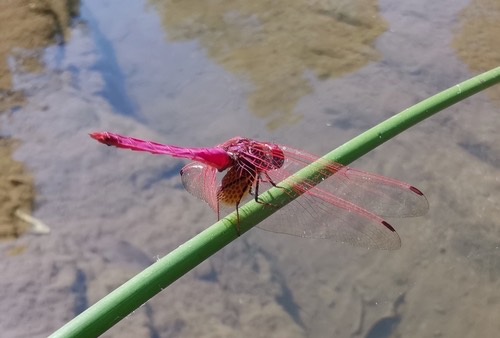 แมลงปอบ้านไตรมิตรสีชมพู · Crimson Marsh Glider · Trithemis aurora