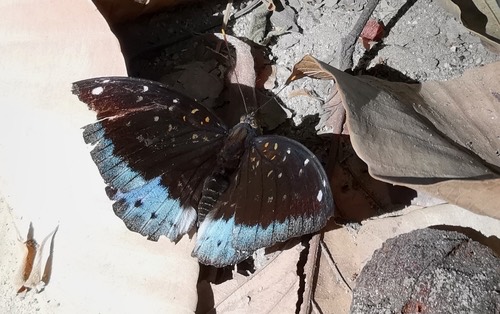 ผีเสื้ออ๊าชดุ๊คธรรมดา · Common Archduke · Lexias pardalis
