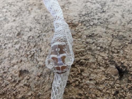 งูเขียวพระอินทร์ · Golden Tree Snake · Chrysopelea ornata