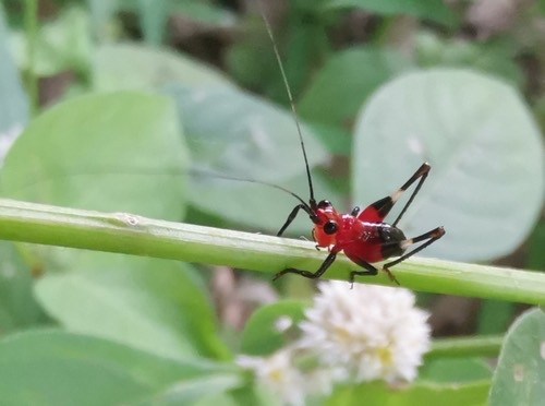 ตั๊กแตนหัวกรวยเข่าดำ · Black-kneed Meadow Katydid · Conocephalus melaenus